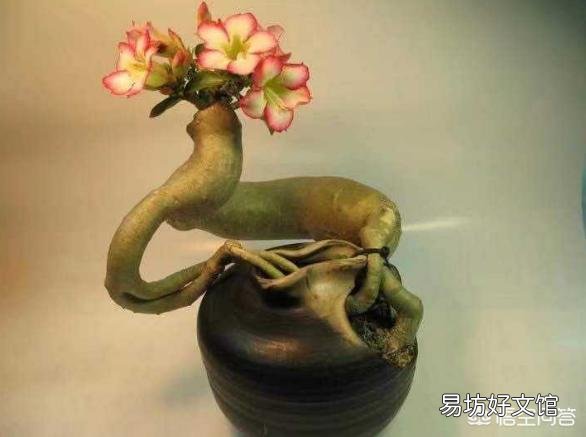沙漠玫瑰只喷水能养活吗?