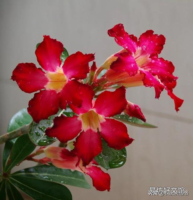沙漠玫瑰只喷水能养活吗?