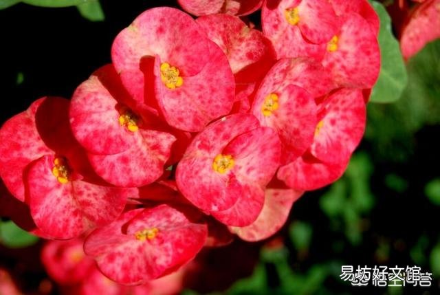 虎刺梅老是黄叶,开花很少是怎么回事?应该怎么养好虎刺梅?