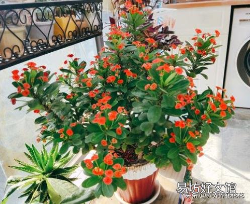 虎刺梅老是黄叶,开花很少是怎么回事?应该怎么养好虎刺梅?