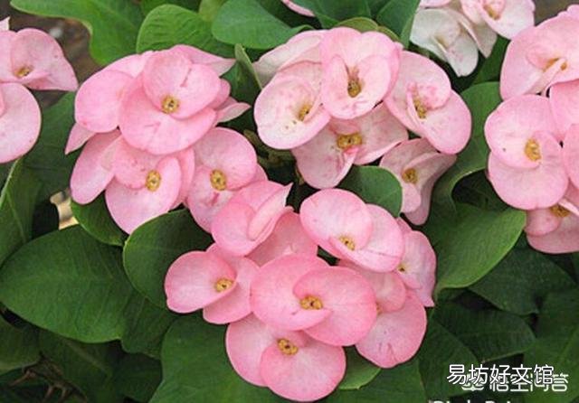 虎刺梅老是黄叶,开花很少是怎么回事?应该怎么养好虎刺梅?