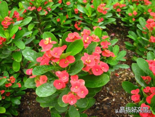 虎刺梅老是黄叶,开花很少是怎么回事?应该怎么养好虎刺梅?