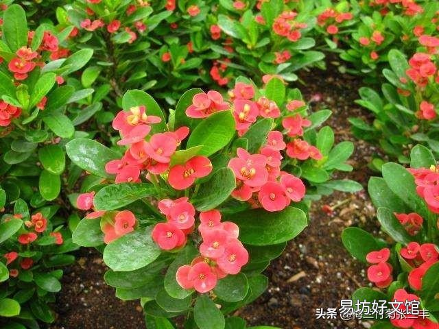 虎刺梅老是黄叶,开花很少是怎么回事?应该怎么养好虎刺梅?