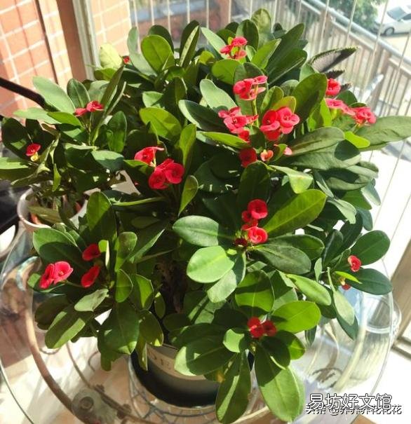 虎刺梅老是黄叶,开花很少是怎么回事?应该怎么养好虎刺梅?