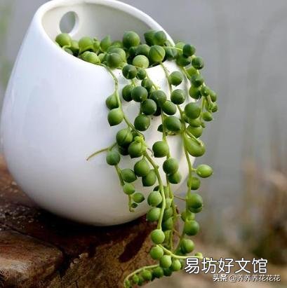 多肉植物佛珠如何繁殖?怎样养护才能让佛珠更圆?