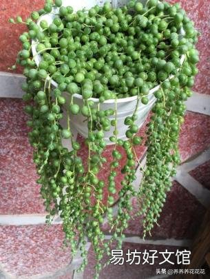 多肉植物佛珠如何繁殖?怎样养护才能让佛珠更圆?