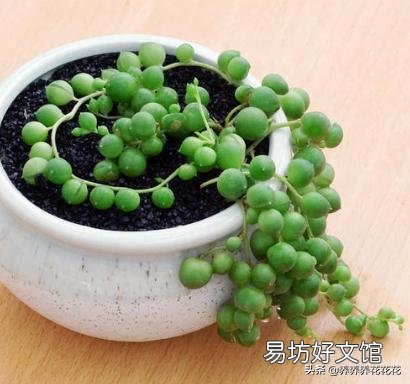 多肉植物佛珠如何繁殖?怎样养护才能让佛珠更圆?