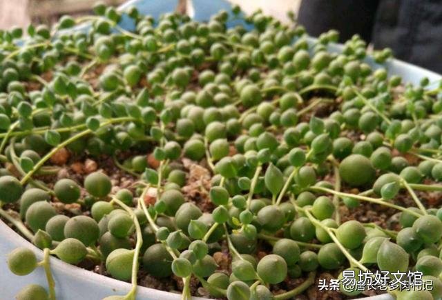 多肉植物佛珠如何繁殖?怎样养护才能让佛珠更圆?