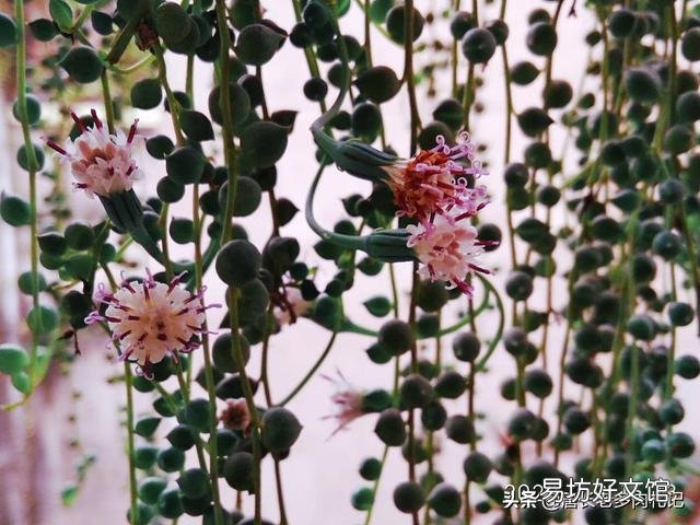 多肉植物佛珠如何繁殖?怎样养护才能让佛珠更圆?