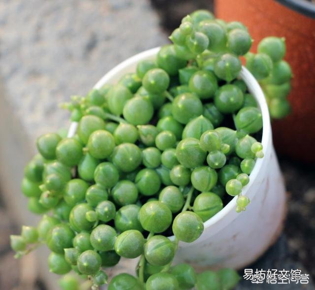 多肉植物佛珠如何繁殖?怎样养护才能让佛珠更圆?
