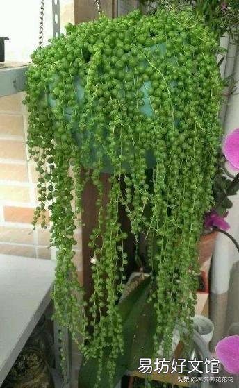 多肉植物佛珠如何繁殖?怎样养护才能让佛珠更圆?