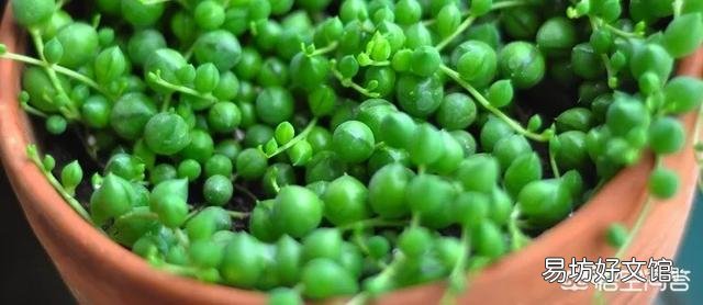 多肉植物佛珠如何繁殖?怎样养护才能让佛珠更圆?