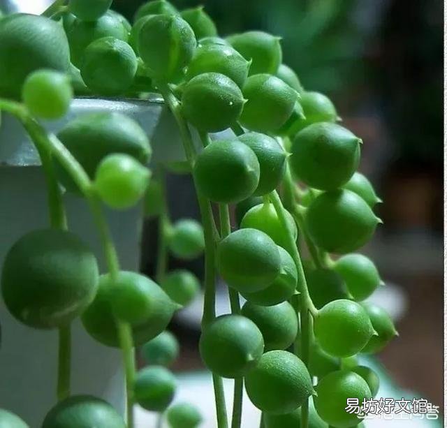 多肉植物佛珠如何繁殖?怎样养护才能让佛珠更圆?