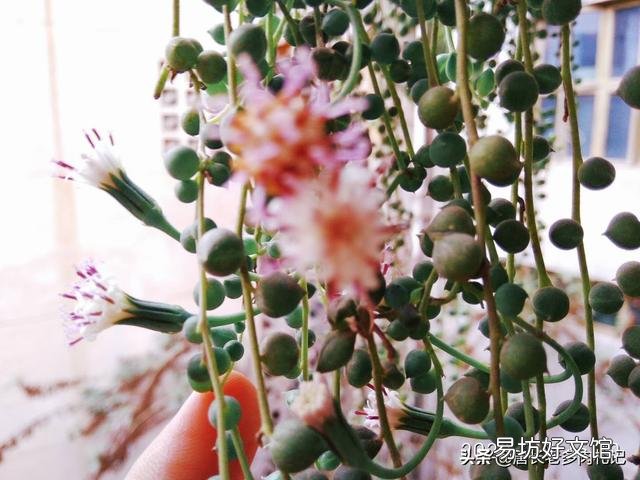 多肉植物佛珠如何繁殖?怎样养护才能让佛珠更圆?