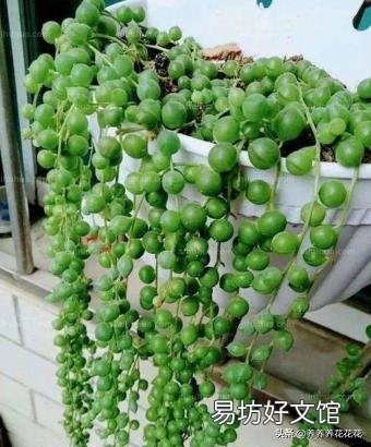 多肉植物佛珠如何繁殖?怎样养护才能让佛珠更圆?