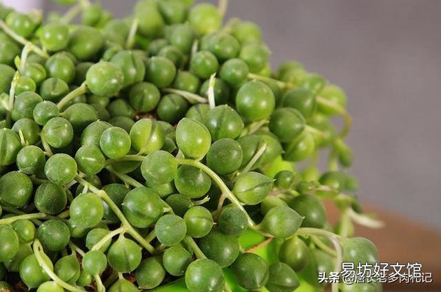 多肉植物佛珠如何繁殖?怎样养护才能让佛珠更圆?