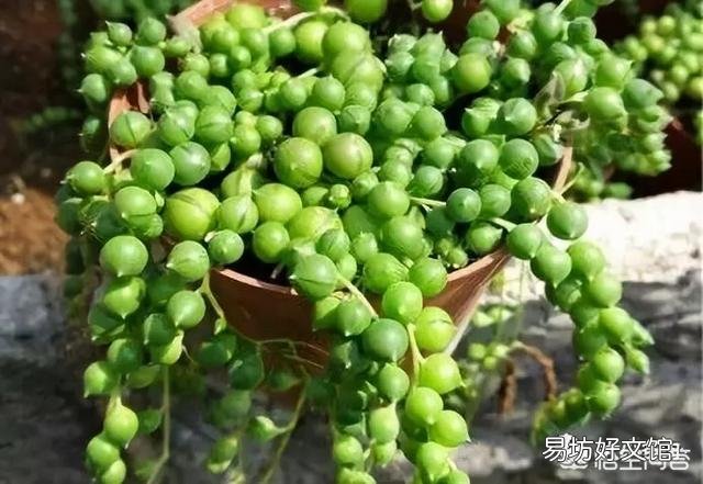 多肉植物佛珠如何繁殖?怎样养护才能让佛珠更圆?