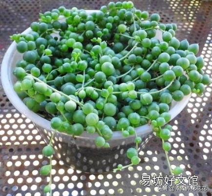 多肉植物佛珠如何繁殖?怎样养护才能让佛珠更圆?