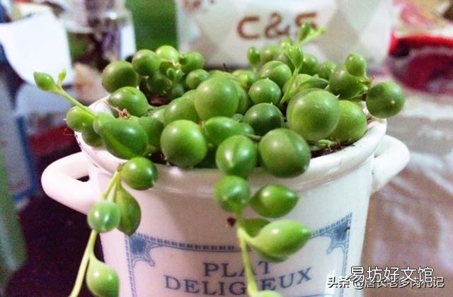 多肉植物佛珠如何繁殖?怎样养护才能让佛珠更圆?