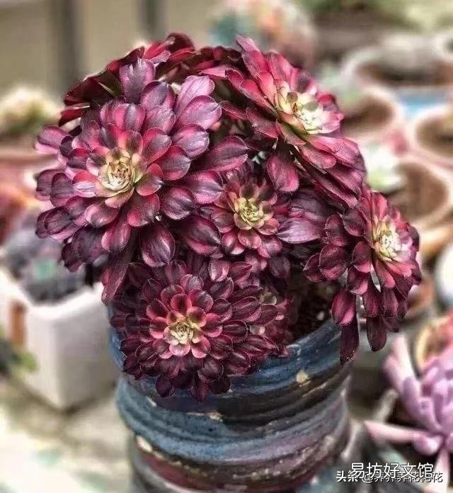家里客厅养多肉植物法师好吗?