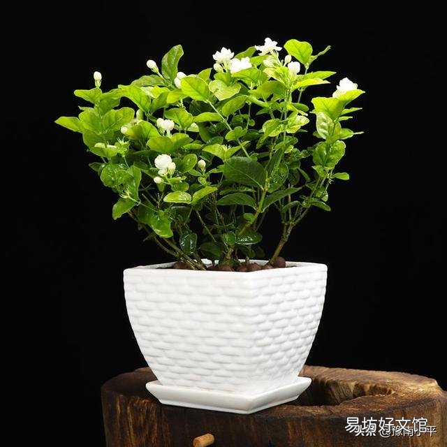茉莉花花苞很多,但有些还没开就枯萎了是怎么回事?