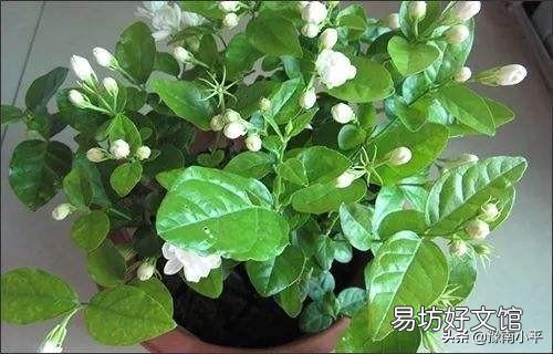 茉莉花花苞很多,但有些还没开就枯萎了是怎么回事?