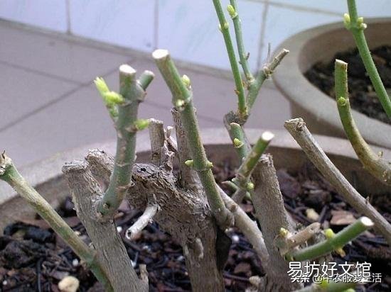 茉莉花花苞很多,但有些还没开就枯萎了是怎么回事?