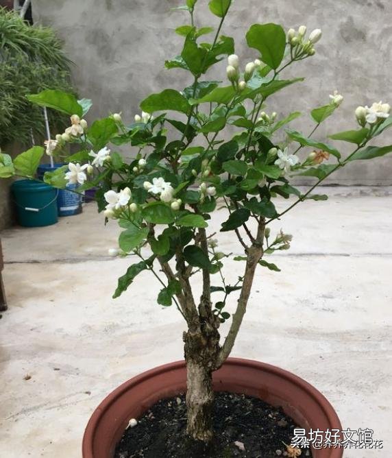 茉莉花花苞很多,但有些还没开就枯萎了是怎么回事?