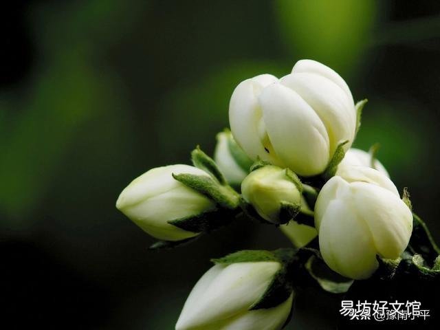 茉莉花花苞很多,但有些还没开就枯萎了是怎么回事?