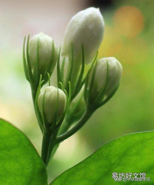 茉莉花花苞很多,但有些还没开就枯萎了是怎么回事?