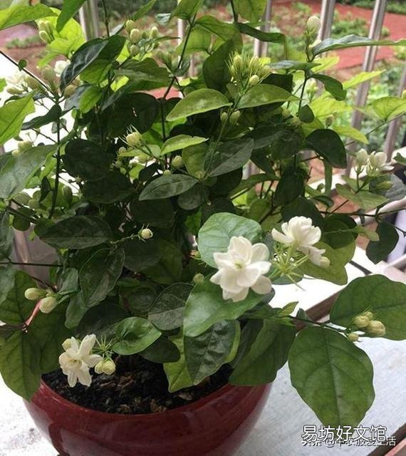 茉莉花花苞很多,但有些还没开就枯萎了是怎么回事?