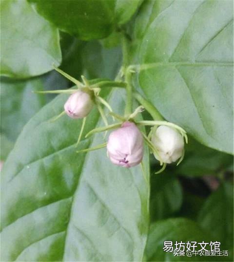 茉莉花花苞很多,但有些还没开就枯萎了是怎么回事?