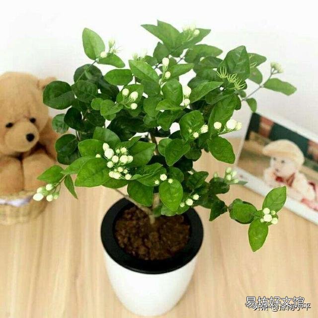 茉莉花花苞很多,但有些还没开就枯萎了是怎么回事?
