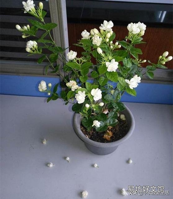 茉莉花花苞很多,但有些还没开就枯萎了是怎么回事?