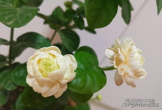 茉莉花花苞很多,但有些还没开就枯萎了是怎么回事?