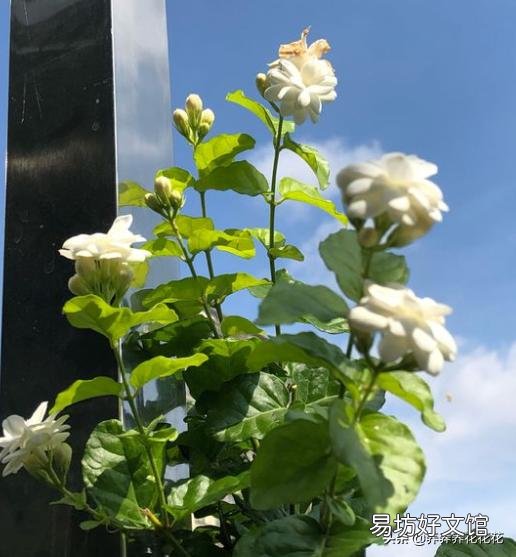 茉莉花花苞很多,但有些还没开就枯萎了是怎么回事?