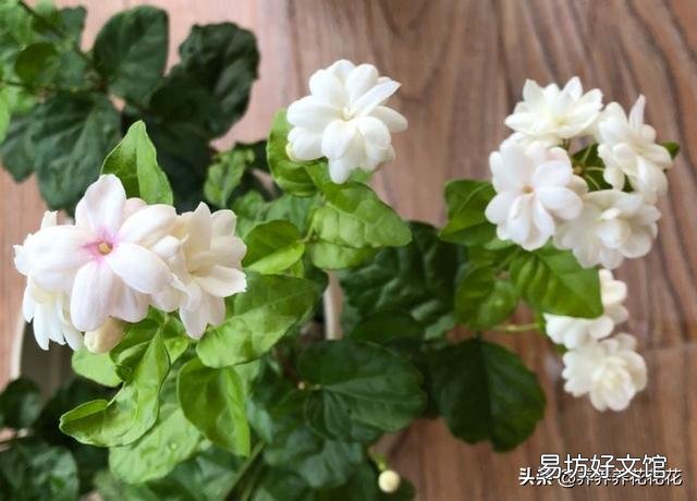茉莉花花苞很多,但有些还没开就枯萎了是怎么回事?