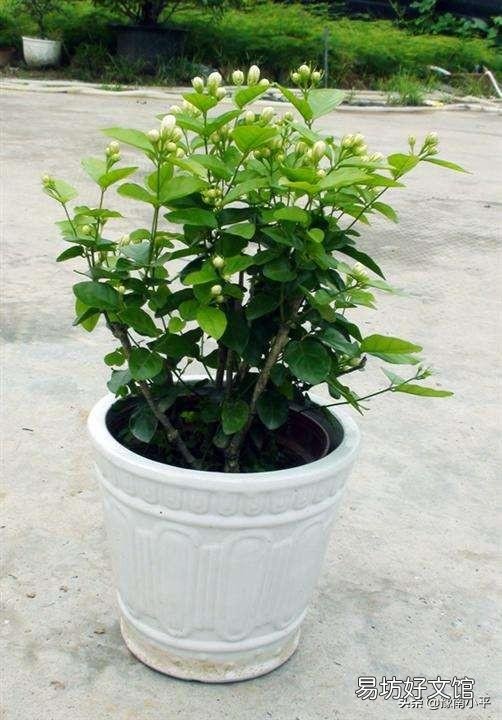 茉莉花花苞很多,但有些还没开就枯萎了是怎么回事?