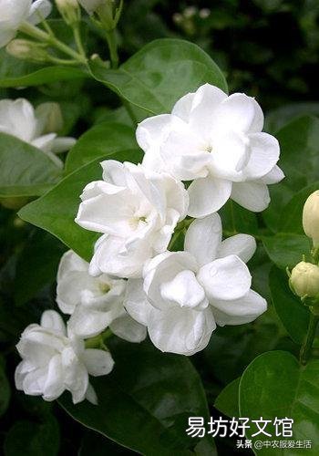 茉莉花花苞很多,但有些还没开就枯萎了是怎么回事?