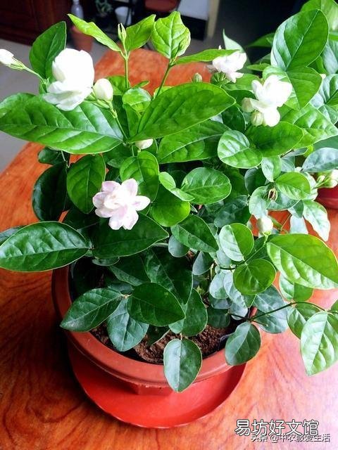 茉莉花花苞很多,但有些还没开就枯萎了是怎么回事?