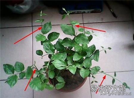 茉莉花花苞很多,但有些还没开就枯萎了是怎么回事?