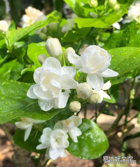 茉莉花花苞很多,但有些还没开就枯萎了是怎么回事?