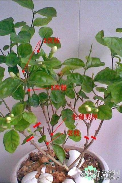 茉莉花花苞很多,但有些还没开就枯萎了是怎么回事?
