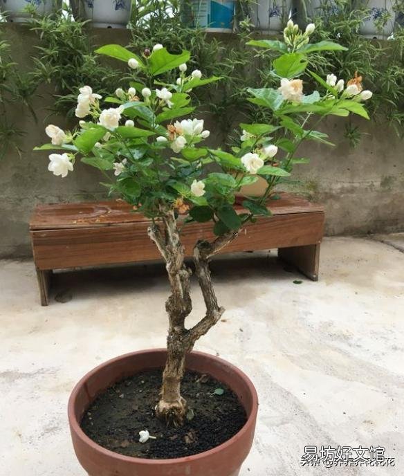 茉莉花花苞很多,但有些还没开就枯萎了是怎么回事?
