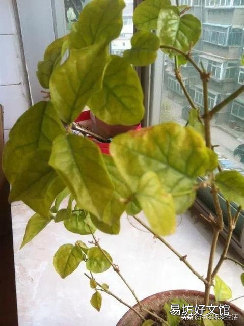 茉莉花花苞很多,但有些还没开就枯萎了是怎么回事?