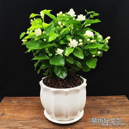 茉莉花花苞很多,但有些还没开就枯萎了是怎么回事?