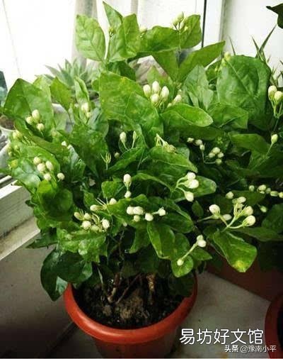 茉莉花花苞很多,但有些还没开就枯萎了是怎么回事?