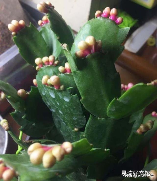 蟹爪兰长出花苞半个多月，为什么一直没有开放出来呢？