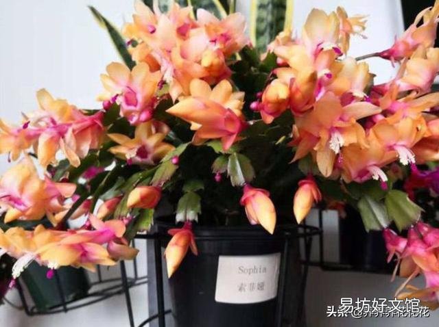 蟹爪兰长出花苞半个多月，为什么一直没有开放出来呢？