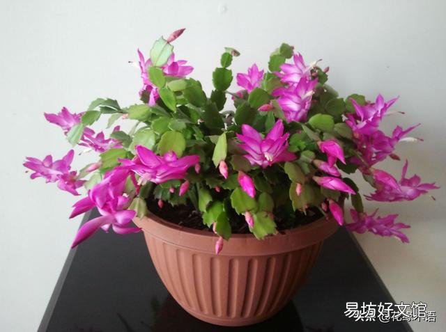 蟹爪兰长出花苞半个多月，为什么一直没有开放出来呢？
